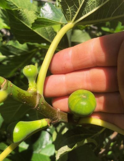 LAHUERTADELLUGAHUERTAECOLOGICA5