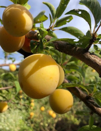 LAHUERTADELLUGAHUERTAECOLOGICA6