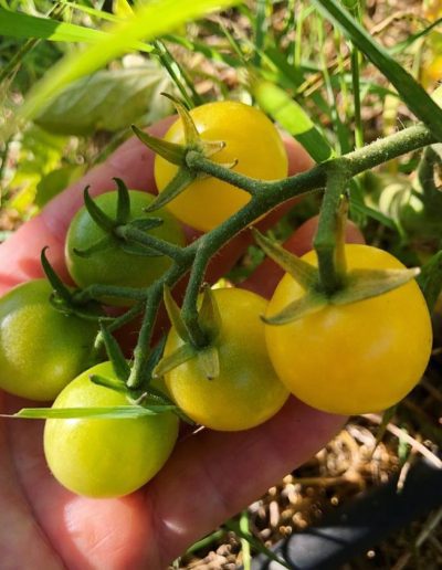 LAHUERTADELLUGAHUERTAECOLOGICA7