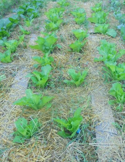 LAHUERTADELLUGAHUERTAECOLOGICA8