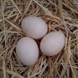 Huevos (1/2 docena)